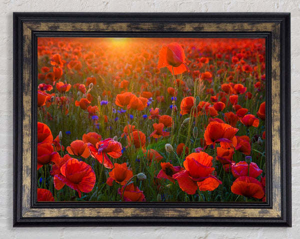 Red poppies under the sunset Framed Print