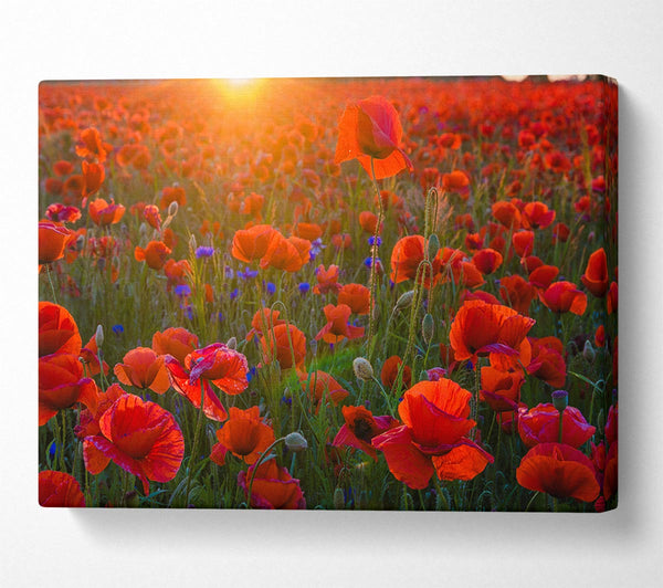  A Canvas Print of Red poppies under the sunset Canvas Wall Art
