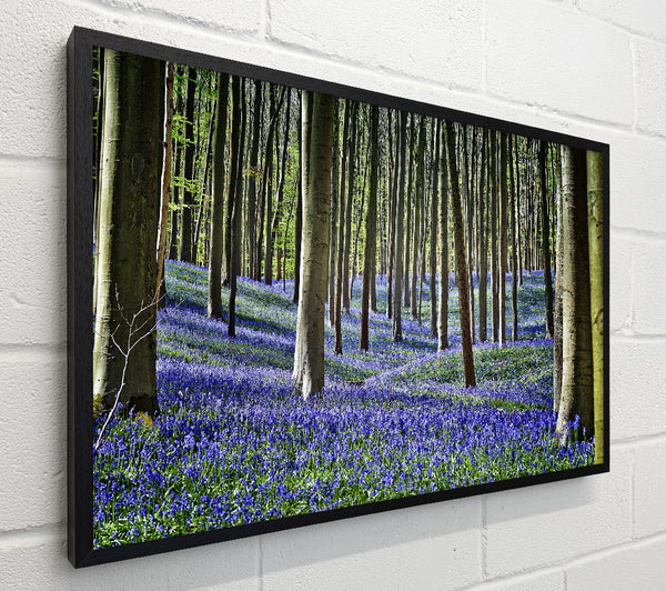 Stunning beautiful lilac woodland walk