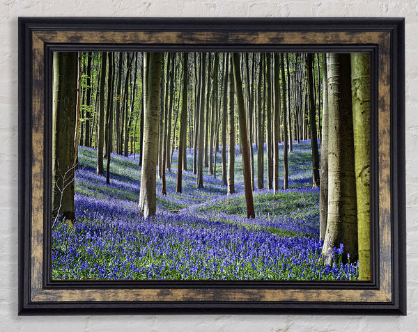 Stunning beautiful lilac woodland walk Framed Print