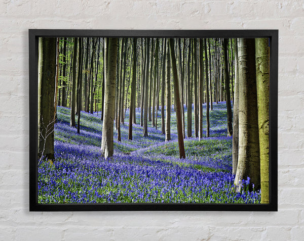 Stunning beautiful lilac woodland walk Framed Print