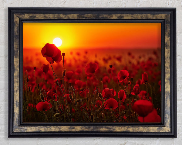 Poppies in the sunset reds Framed Print