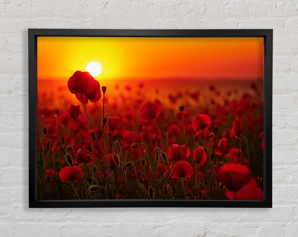Mohnblumen im Rot des Sonnenuntergangs