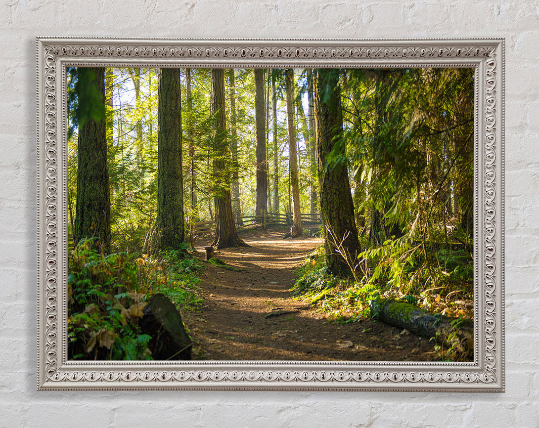 British woodland walk trale WallartDirect