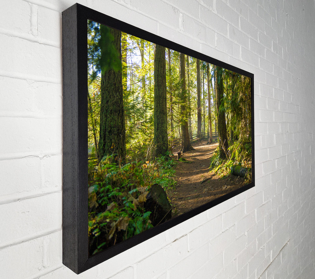  A Canvas Print of British woodland walk trale Canvas Print