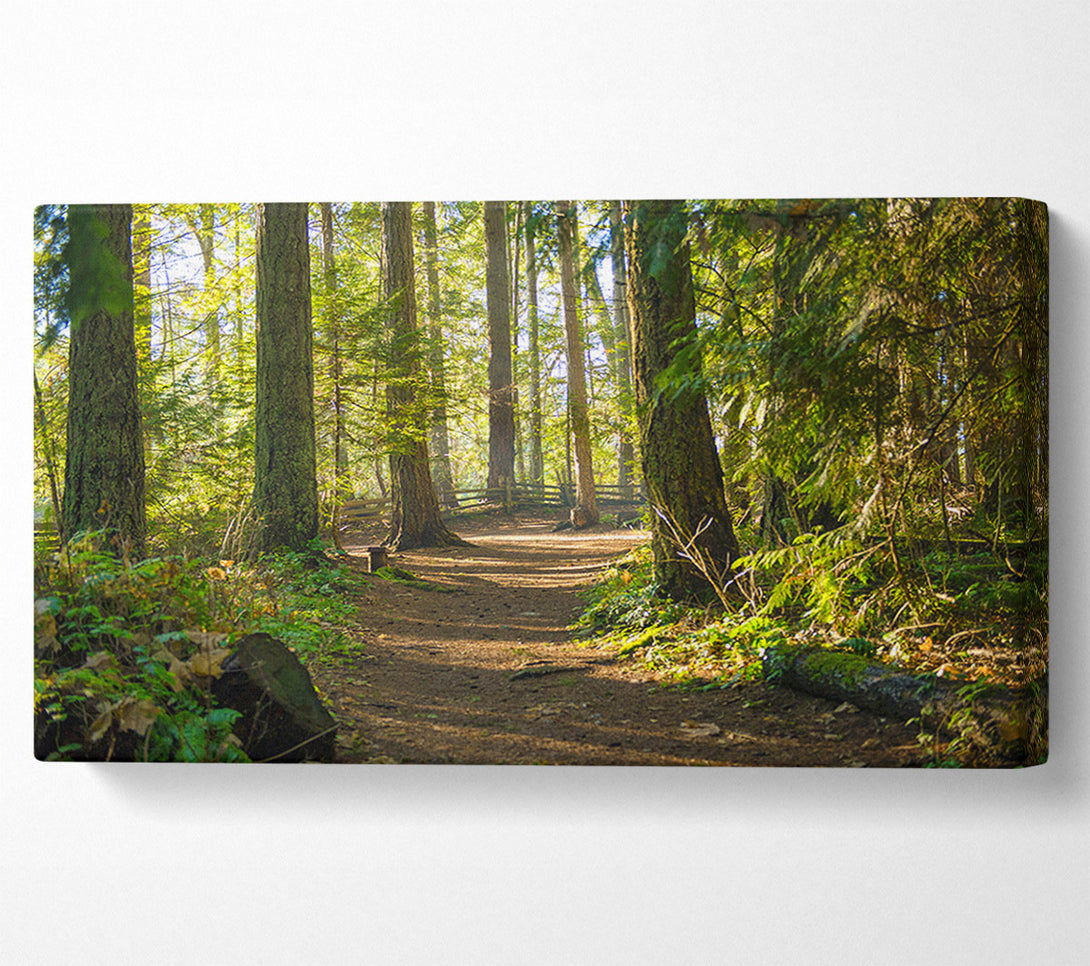  A Canvas Print of British woodland walk trale Canvas Print