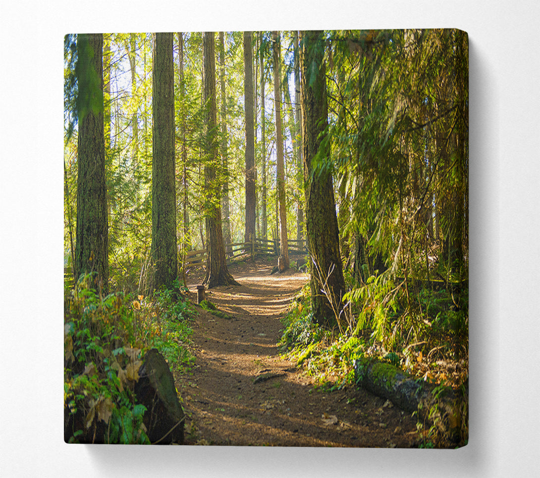  A Canvas Print of British woodland walk trale Canvas Print