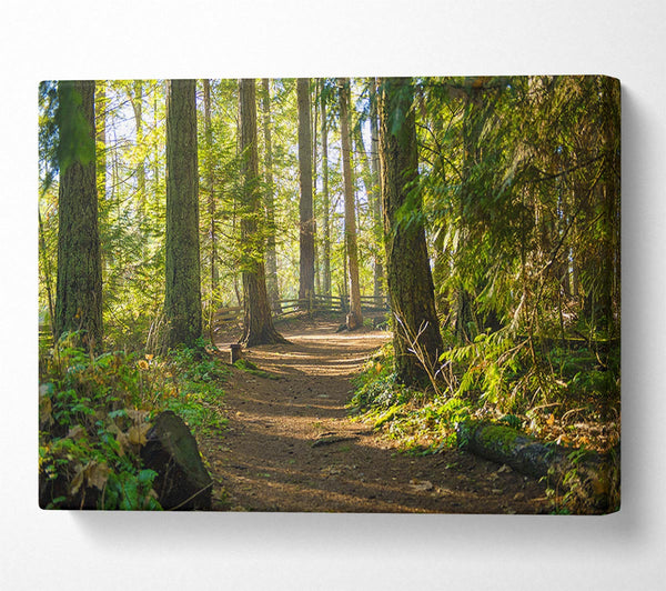  A Canvas Print of British woodland walk trale Canvas Print
