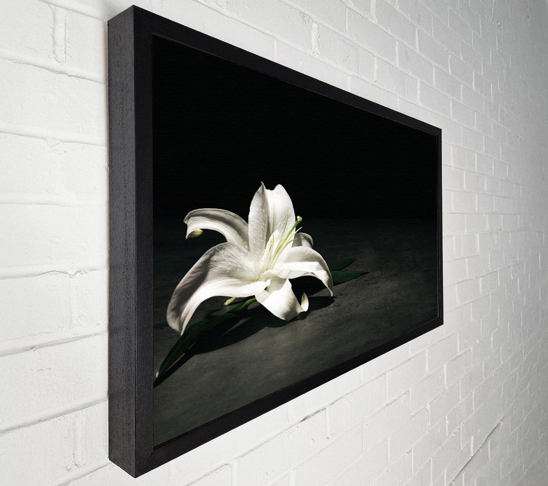  A Canvas Print of White lilly on the floor Canvas Art
