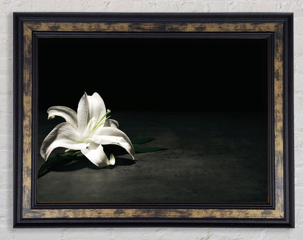 White lilly on the floor Framed Print