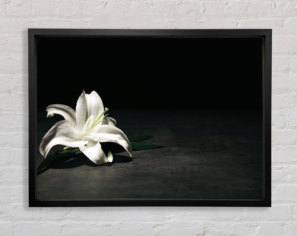 White lilly on the floor Framed Print