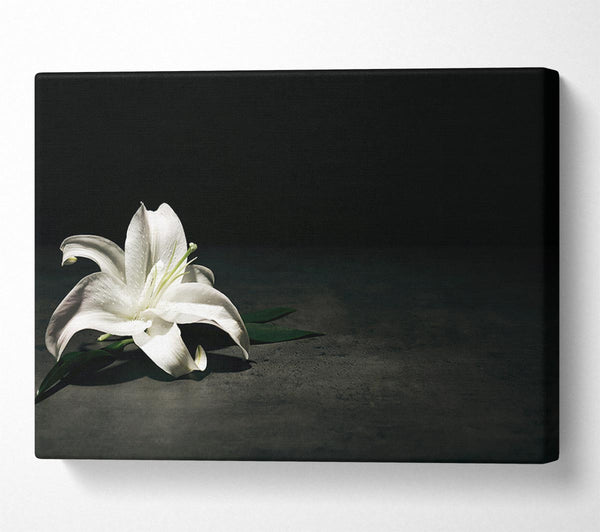  A Canvas Print of White lilly on the floor Canvas Art