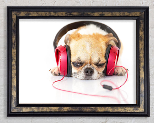 Dog listening to music relaxing Framed Print