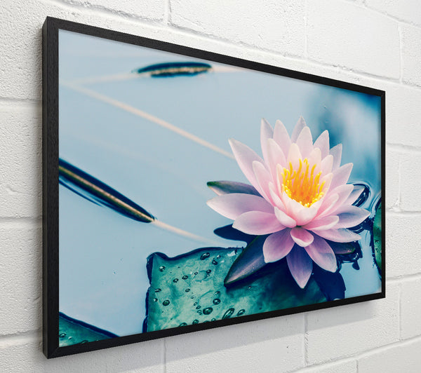 Lotus on the lake close up