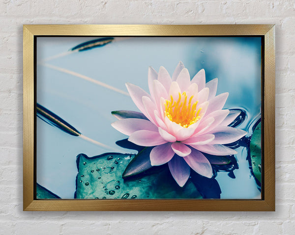 Lotus on the lake close up Framed Print