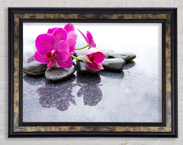 Pink orchid on the rocks Framed Print