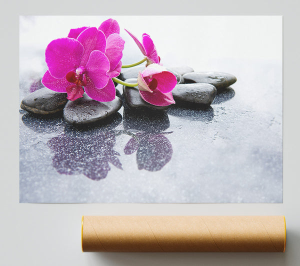 Pink Orchid On The Rocks Giclee Print
