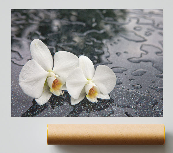 Orchid Heads In Water Giclee Print