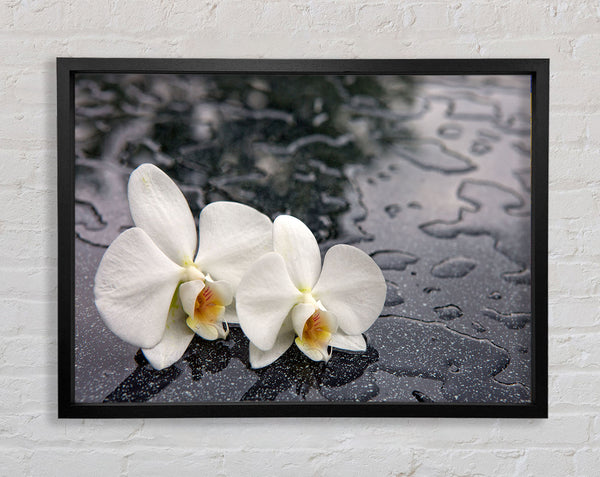 Orchideenköpfe im Wasser