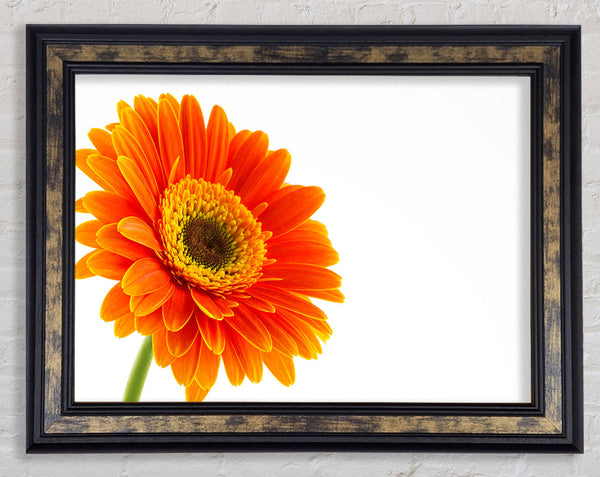 Gorgeous orange gerbera Framed Print