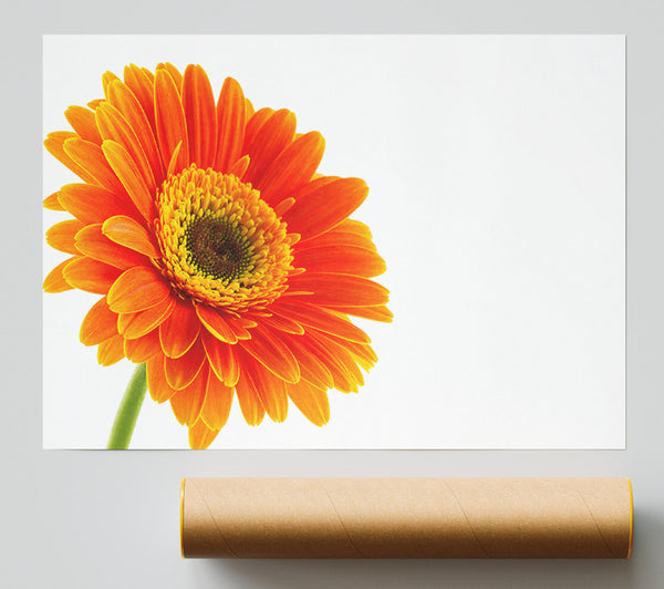 Gorgeous Orange Gerbera Giclee Print