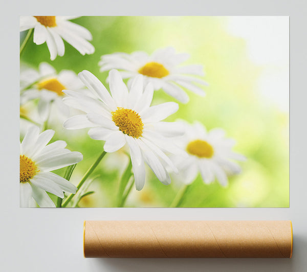Daisies Up Close Glowing Print