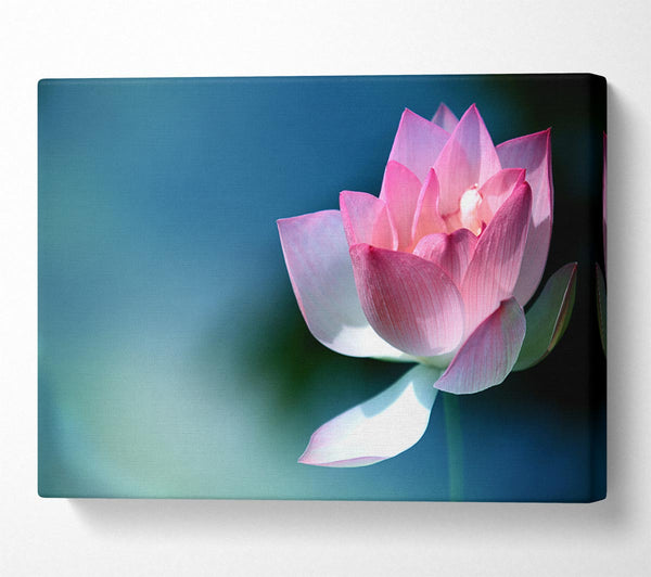  A Canvas Print of Pink flower in detail Canvas Print