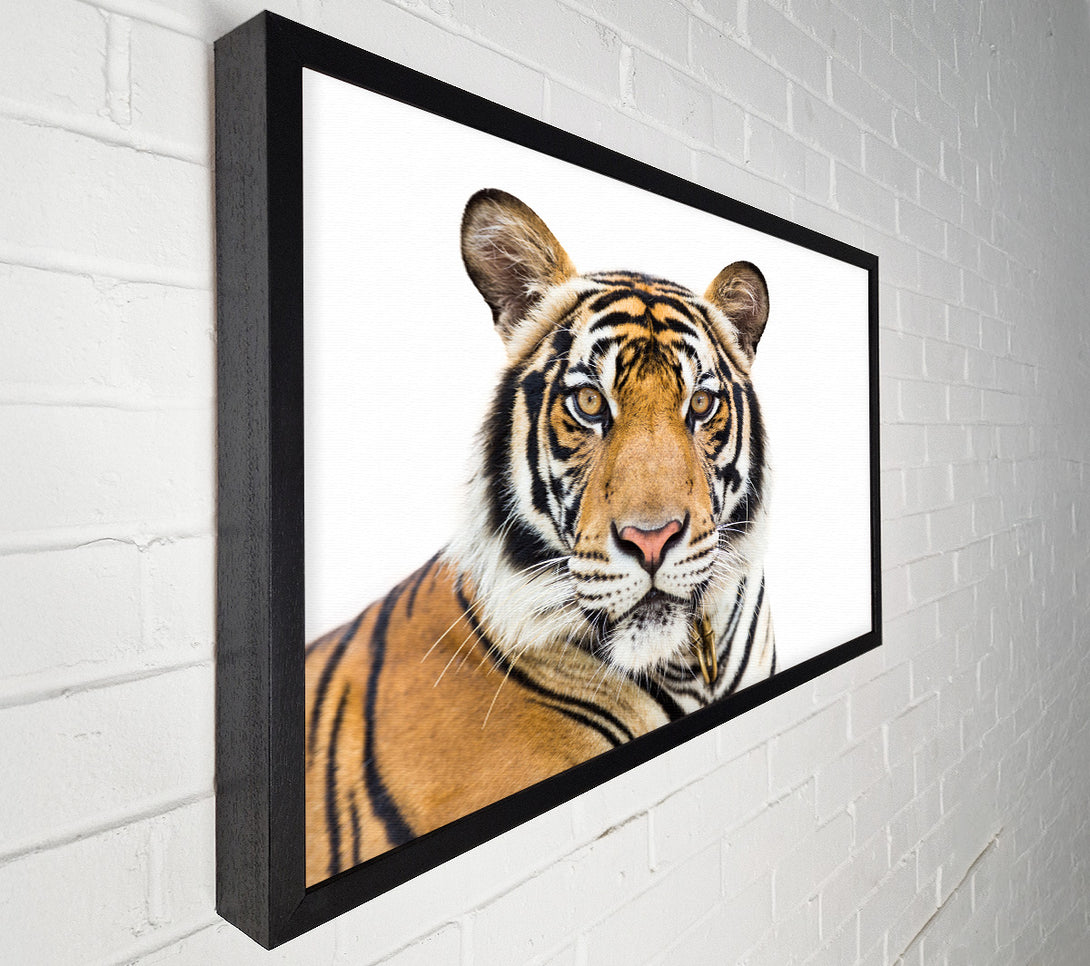  A Canvas Print of Tiger staring at the camera Canvas Wall Art