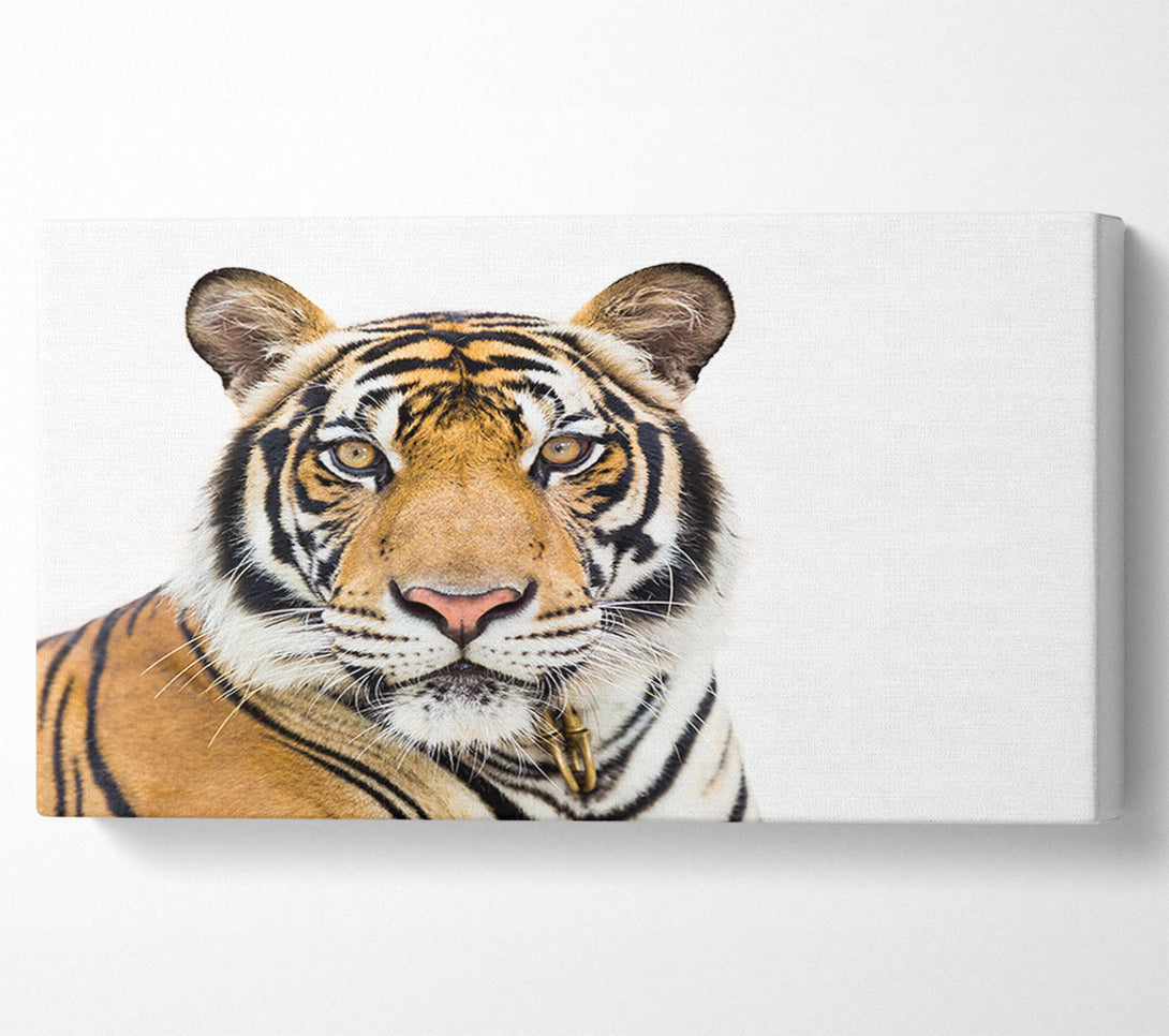  A Canvas Print of Tiger staring at the camera Canvas Wall Art