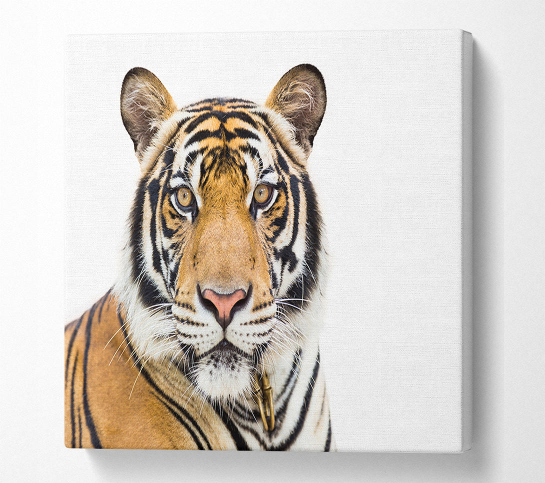  A Canvas Print of Tiger staring at the camera Canvas Wall Art