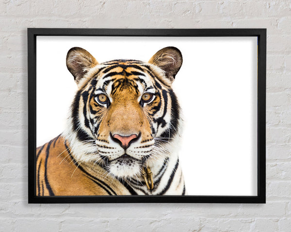 Tiger starrt in die Kamera
