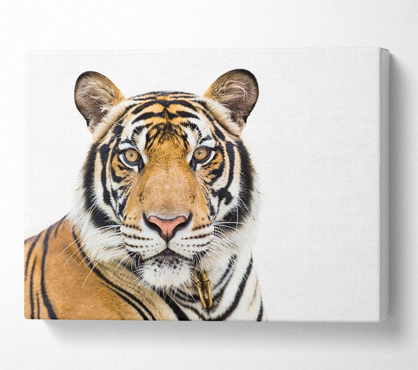  A Canvas Print of Tiger staring at the camera Canvas Wall Art