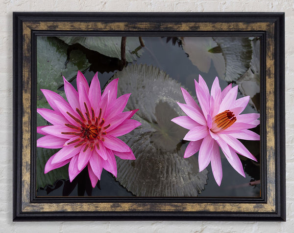 Pink flowers in the lake Framed Print