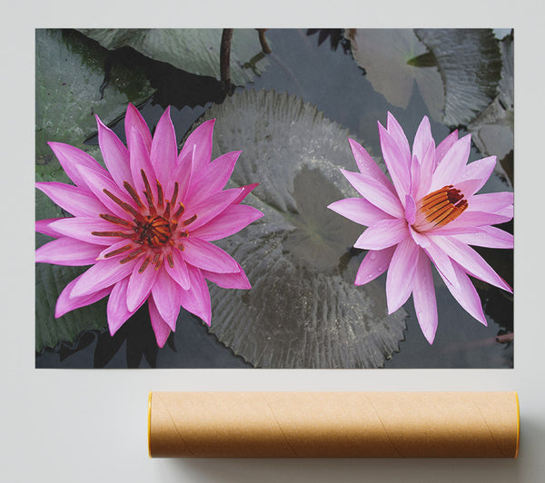 Pink Flowers In The Lake Poster