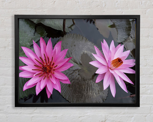 Rosa Blumen im See