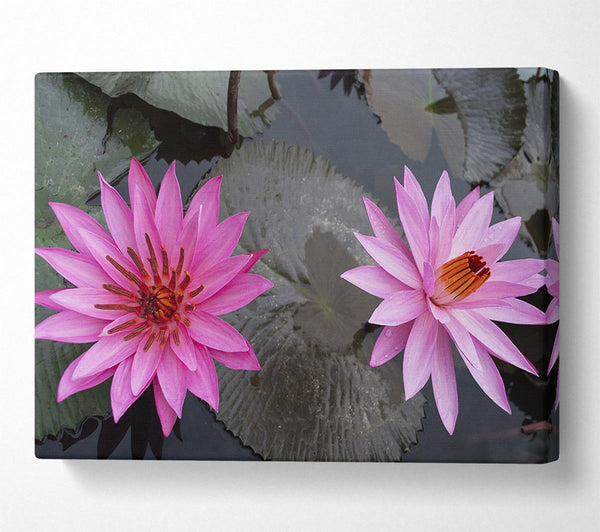  A Canvas Print of Pink flowers in the lake Canvas Print