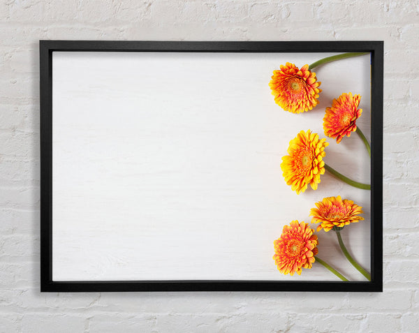 Orangefarbene Gerbera ausgelegt