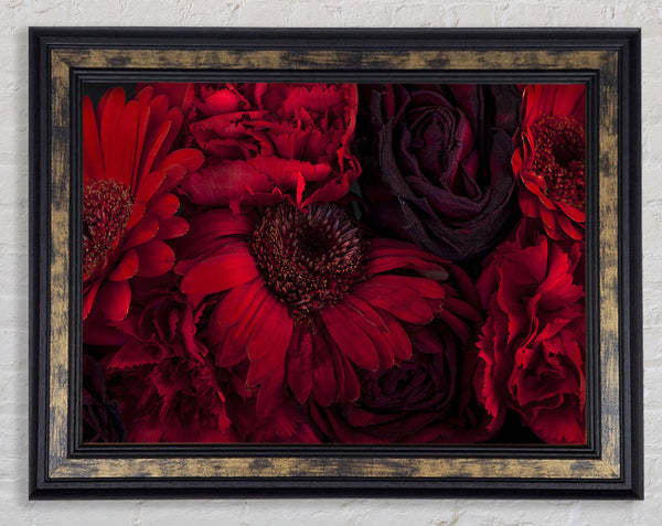 Red dying flowers Framed Print