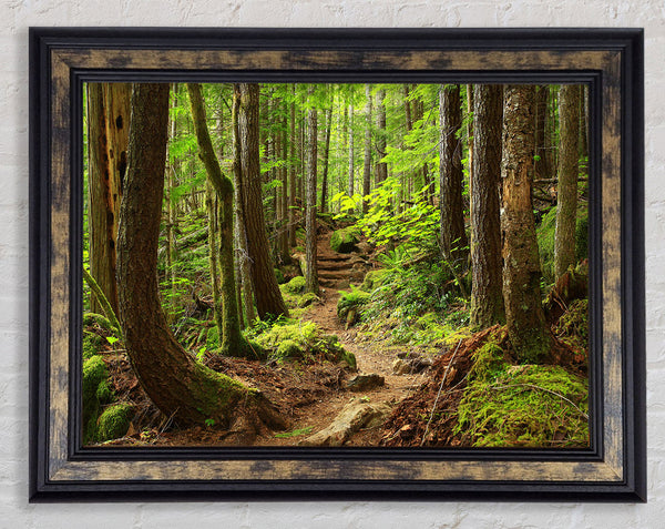 Green up hill forest walk Framed Print