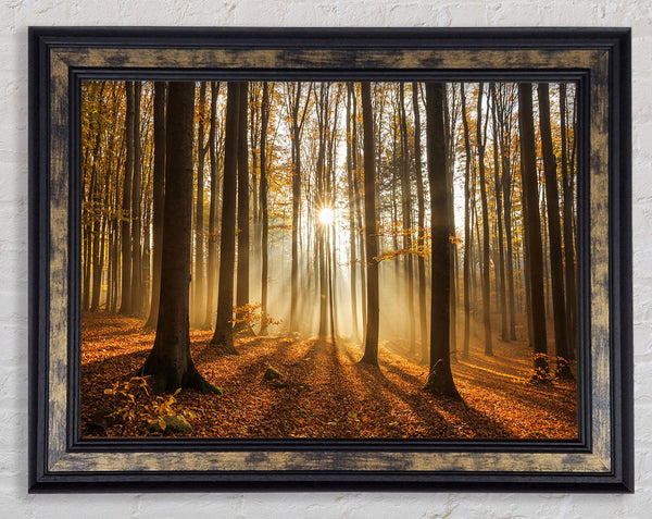 Sunbeam forest in the misty hues Framed Print
