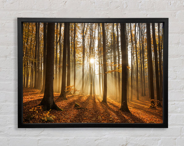 Sonnenstrahlwald in den nebligen Farbtönen