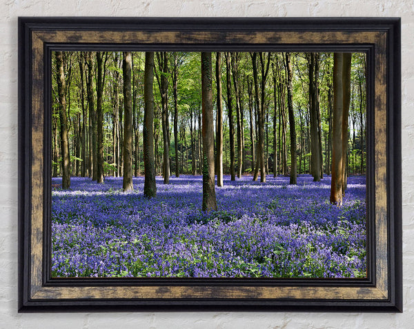 Beautiful purple flowers in the woods Framed Print