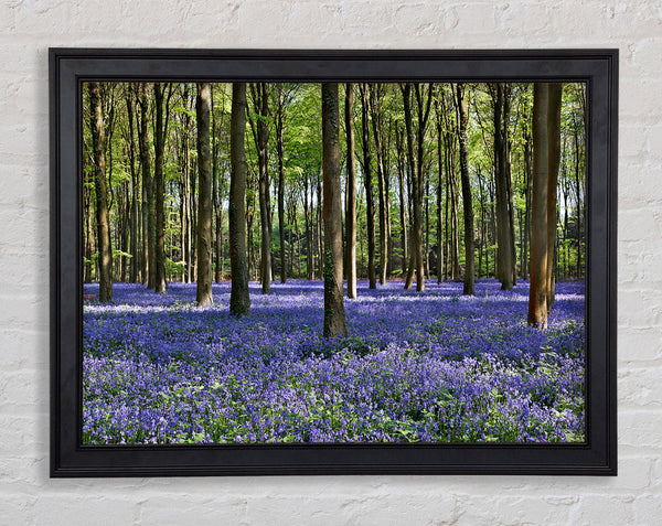 Beautiful purple flowers in the woods Framed Print