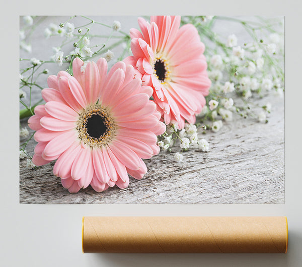 Pink Gerbera Laying Down Close Print