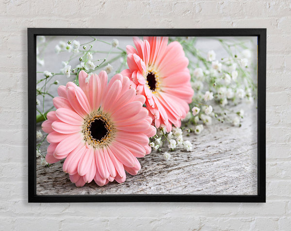 Rosa Gerbera Festlegung in der Nähe