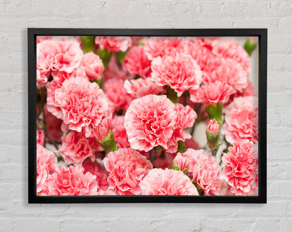 Rosa Blüten der Fülle