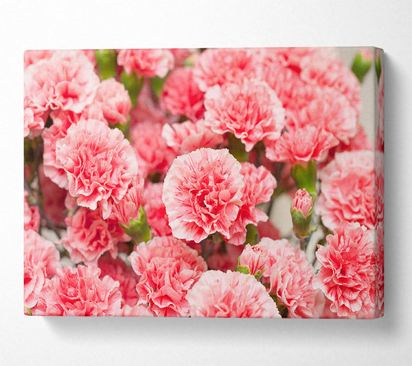  A Canvas Print of Pink floweres of plenty Canvas Print