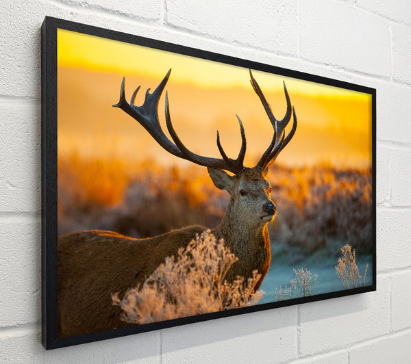 Crisp winters stag