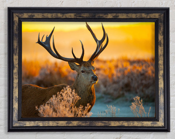Crisp winters stag Framed Print