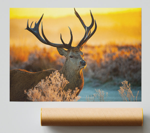 Crisp Winters Stag Giclee Print